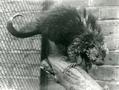 Un porc-épic nord-américain, sur une branche dans son enclos, au zoo de Londres - Frederick William Bond